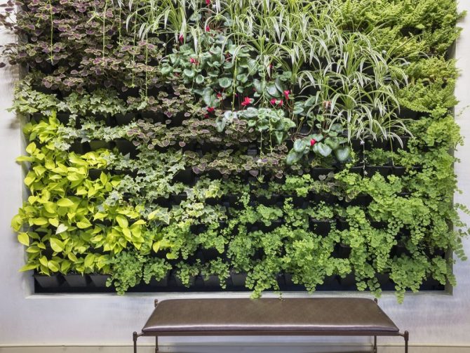 What Is a Green Wall & How Can You Make One In Your Home?