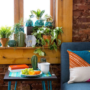 13 Unexpected Ways to Decorate With Plant