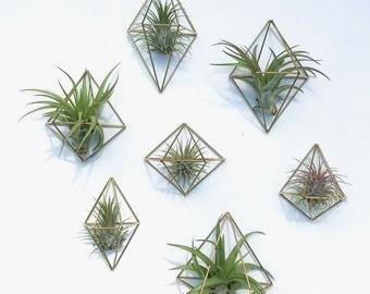 Contemporary Air Plant Holder