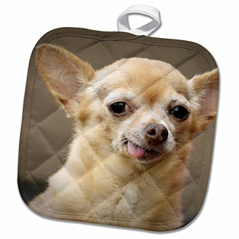 3D Rose Toothless Chihuahua Dog-Santa Fe-New Mexico-Us32 Jmr0502-Julien McRoberts Pot Holder, 8" x 8"