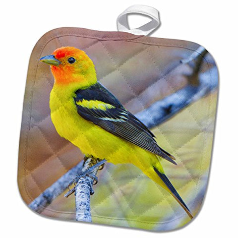 3D Rose USA-Washington-Breeding Plumage Western Tanager Bird-Us48 Glu0317-Gary Luhm Pot Holder 8 x 8